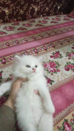 Persian cat kitten triple cotted