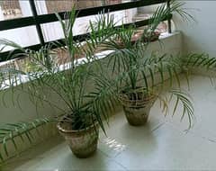 Plants