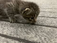 Kitten