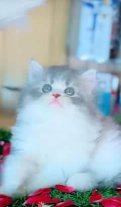 Persian kitten | triple long coated Kittens |  03406947464 WhatsApp