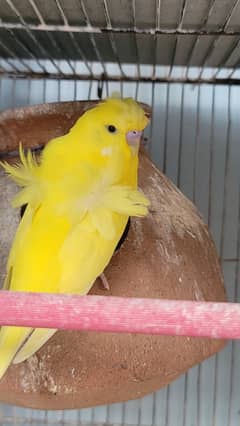 Yellow Hogoromo And White Undersize Australian Pair