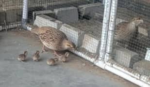 پالتو خوبصورت نایاب نسل کے پرندے – 10 دن کے بچے