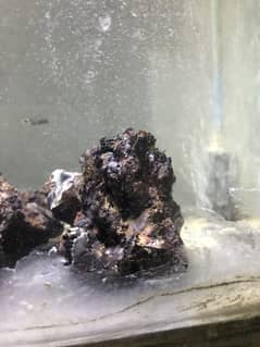 Lava rock
