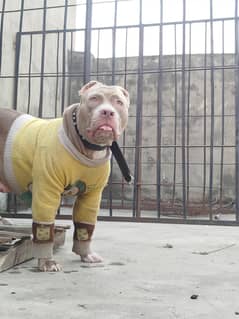 American Pitbull terrier