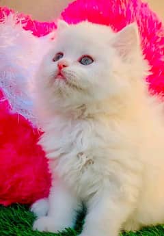 Persian