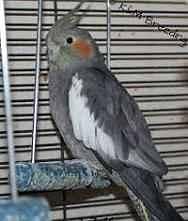 Grey