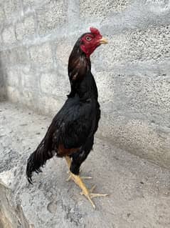 Aseel