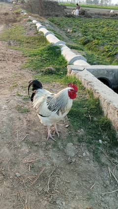 light susaccs breedar