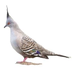 Crusted Dove