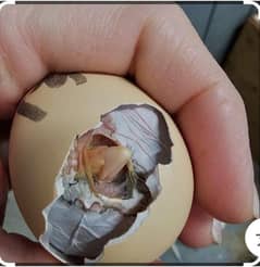 Hatching Eggs