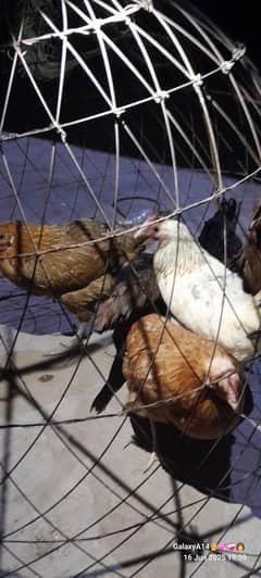 Egg laying hens fresh piece
