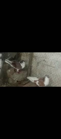 red breed pair fancy