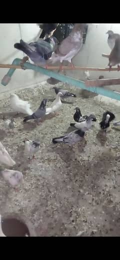 pigeon jis na Lene hai wohi rabta kare