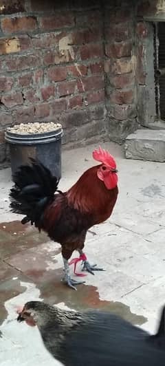Desi murgha