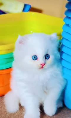Persian kitten | triple long coated Kittens |  03406947464 WhatsApp