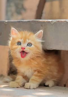 Persian cat My WhatsApp number 03290364327 for sale