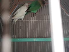 albino red eyes male x parblue green opline pair