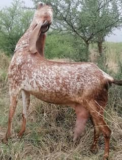 Maki cheene goat 4 sale 2 bachou ka shat. Cnt/WhatsApp  0346 6101374