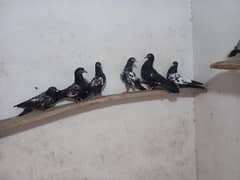Royal teddy baby pigeon