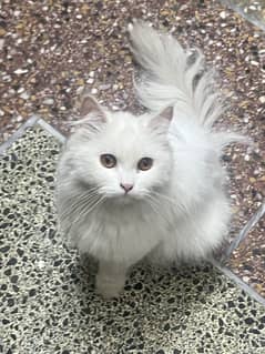 we sale pecian cat female