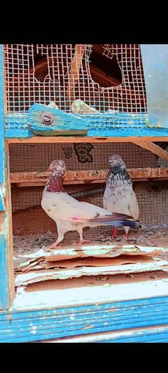 3 Kabootar for sale