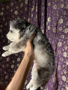 husky puppy