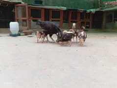 Aseel hens for sale. Beautiful and healthy