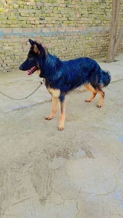 German Shepherd