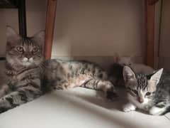 kittens