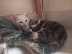 kittens