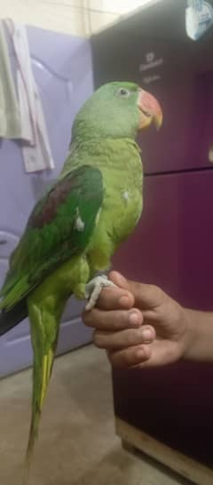 Raw Talking Parrot for sell