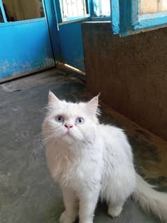 persian cat