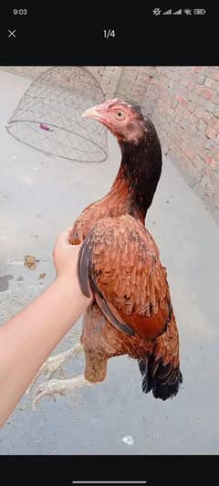 Noman