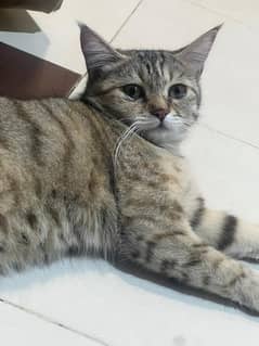 cat