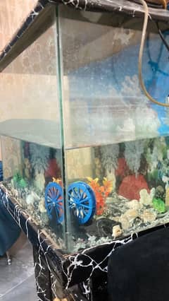 FISH AQUARIUM FOR SALE