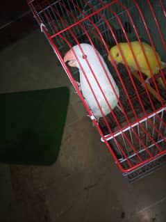 mutation ringneck