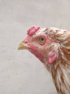 Aseel Hen Pakistani