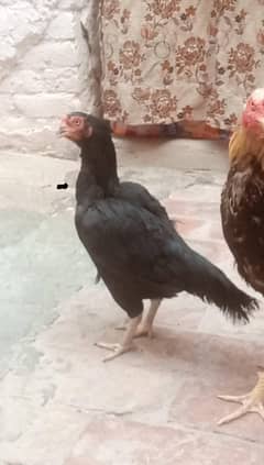 Kali. mushki
