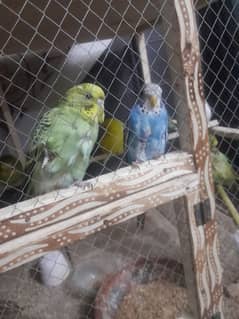 Budgies for sale