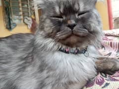 Urgent sale contact Whatsapp 03155421800