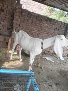 rajanpori
