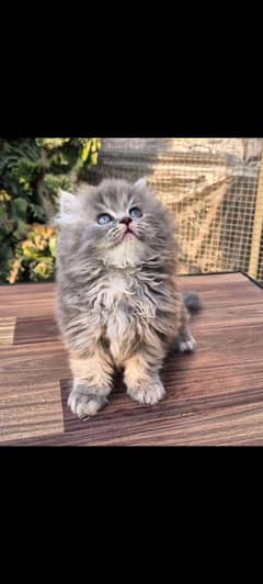 PERSIAN KITTEN FOR SALE ONLY CONTACT WHATUP NO 03292450497