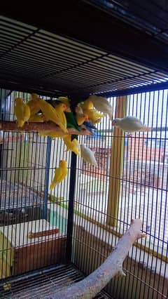 love Birds dakeno and Parblue