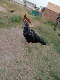 Hens.