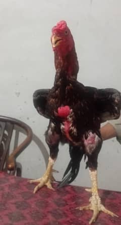 ALL