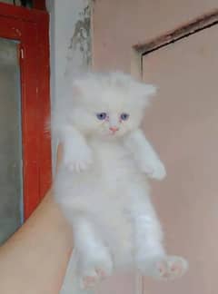 Persian cat My WhatsApp number 03290364327 for sale