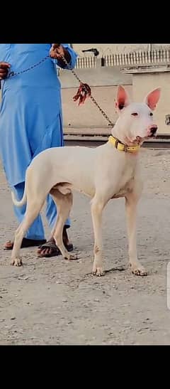 Guwahati gultair male for sale