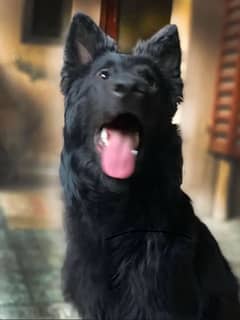 PEDIGREED BLACK GERMAN SHEPHERD AVAILABLE