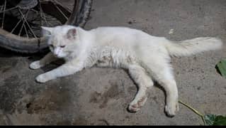 Persian Cat