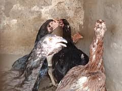 make and female as well hen for sale